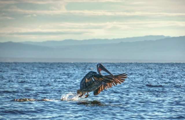 Brown Pelican takes off