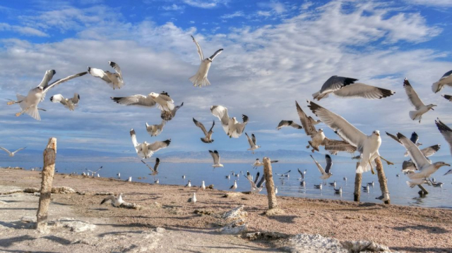Desert Shores 5 Post Gulls