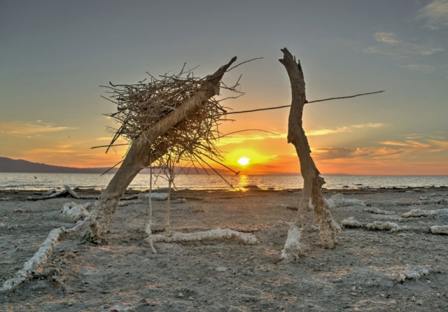 Salton Sea Nest